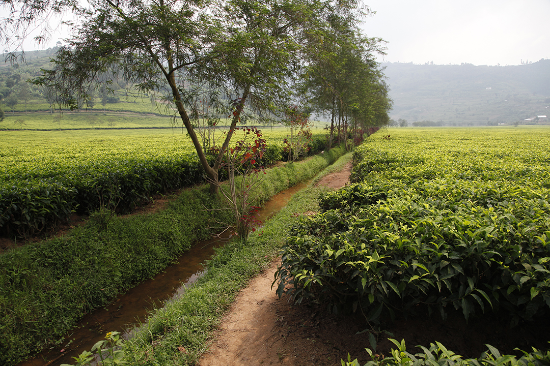 Irrigation And Drainage On Flat Land Discovering Tea