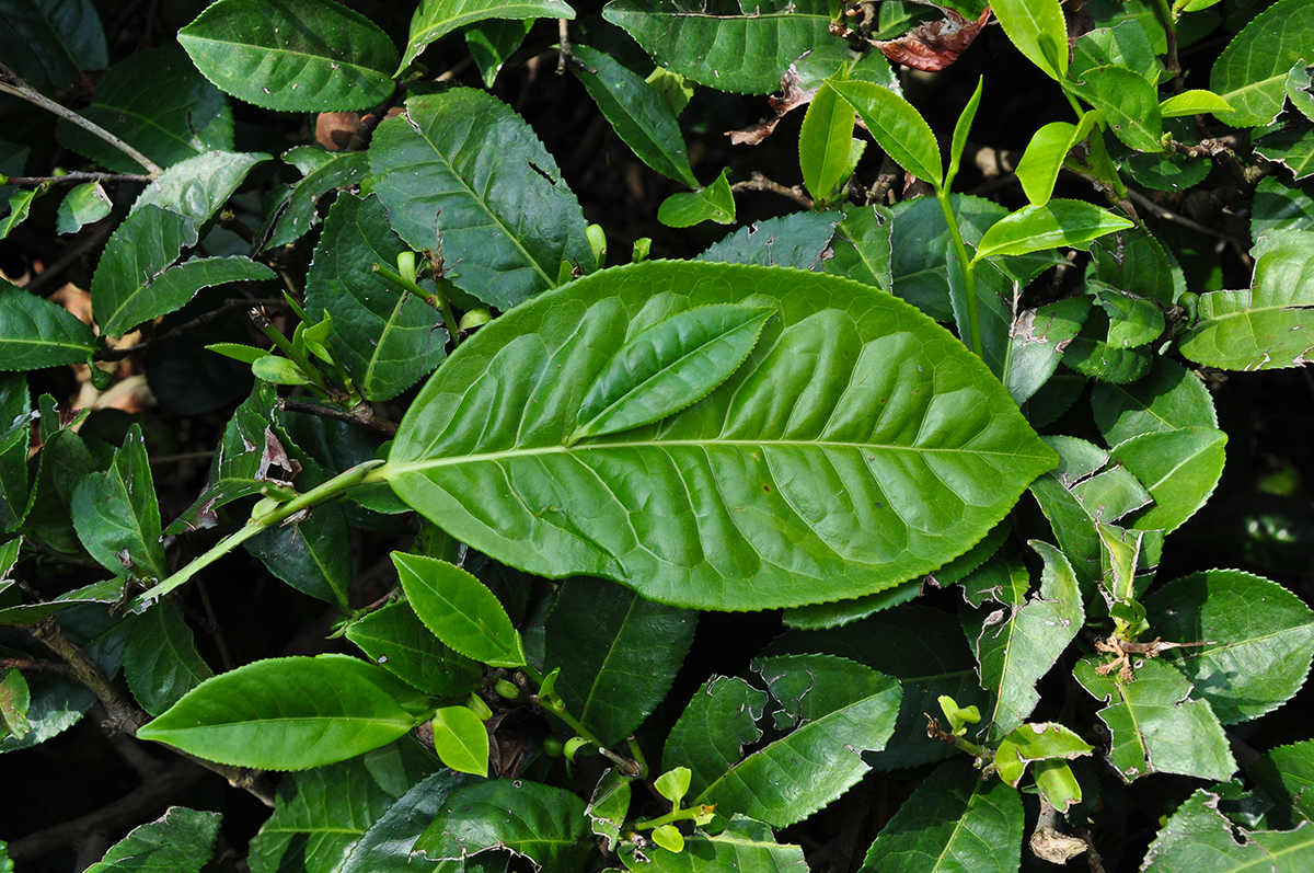 The Sinensis And Assamica Varieties Discovering Tea