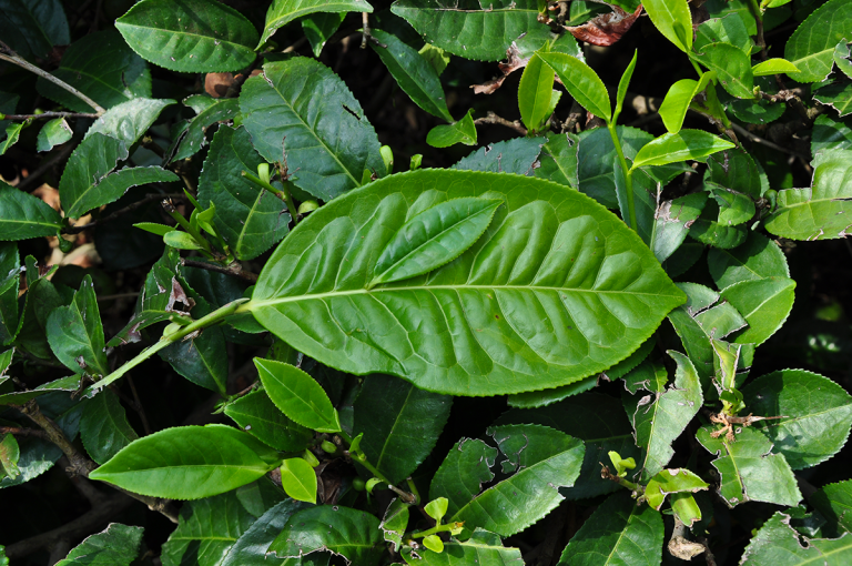 The sinensis and assamica varieties – Discovering Tea